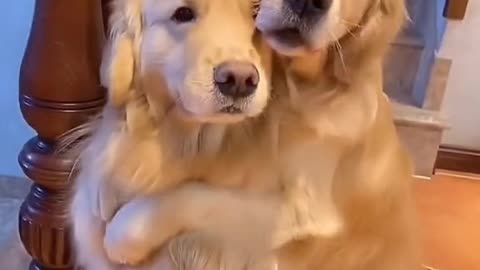 Funny dog hugging each other lovely golden retriever cute little puppies