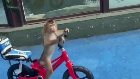 Monkey little baby drive cycle 😀😀😃