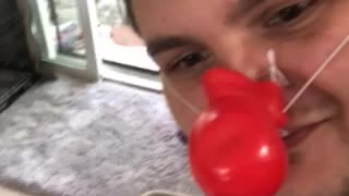 HILARIOUS: Chihuahua Dog Wants to Eat my Squeaky Toy Clown Nose