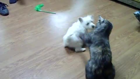 My Westie Puppy Meets Cheetah a Cat