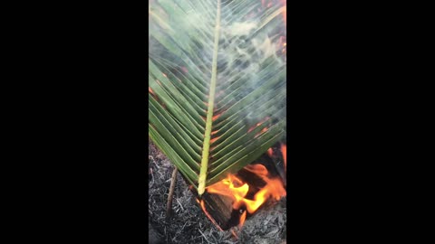 Backyard Experiment To Prove That Palm Trees and Pine Tree Burn & Are Not Fire-Proof! Common Sense