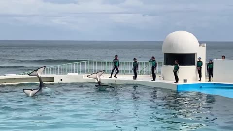 Four orcas put on a show for the crowd