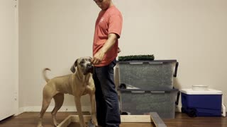 How to Stack a Cane Corso
