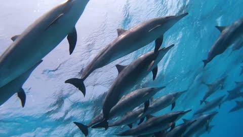 experiencia con delfines