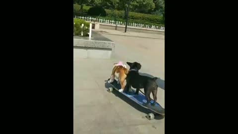 Cute puppies having Great fun with the owner