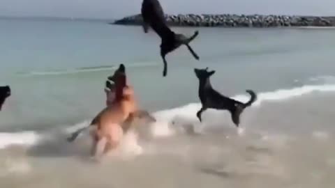 Dogs enjoying life in the beach/playing baloon