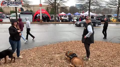 Before And After Video of a 5 Month Old Boerboel