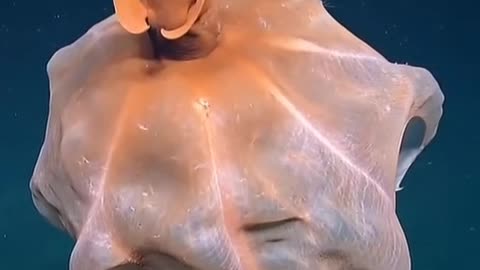 The graceful octopus was found at a depth of 2,800 meters