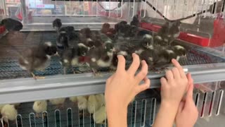 Kids and Baby chicks