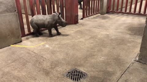 Rhino Calf Plays With Zoo Keeper By Attacking Him