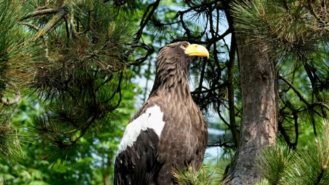 Eagles/bald eagles/golden eagles