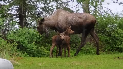Momma Moose and Twin Calves Come to Visit