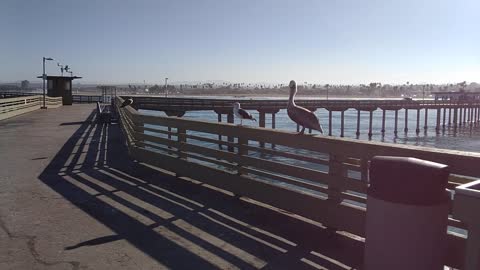 Pelican following Seagull at Ocean Beach Pier!