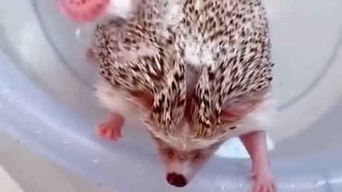 Hedgehog bathtime
