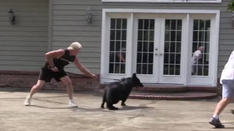 Dog - Aggressive Training