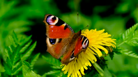 Nature - Flowers - Butterfly