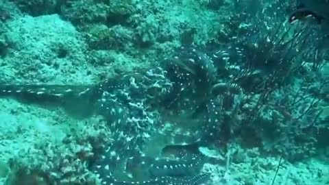 Moray Eel Vs Octopus Amazing Battle Under Seabed - Amazing Wild Creatures