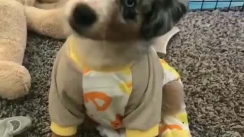 Jammies puppies cute funny today