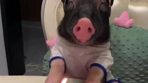 Happy birthday to Pig