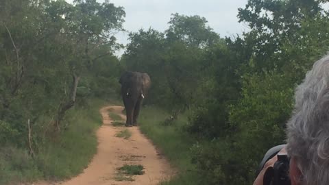 Elephant Makes Sure Tourists Know Who Is The King Of The Savanna
