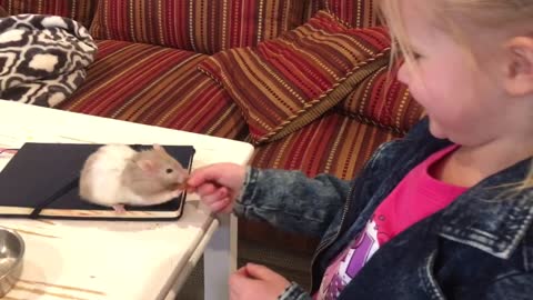 Hamster And Little Girl Play Tug Of War Over Ginger Snap Cookie