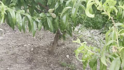 the peach tree is about to open. you can eat peaches right away