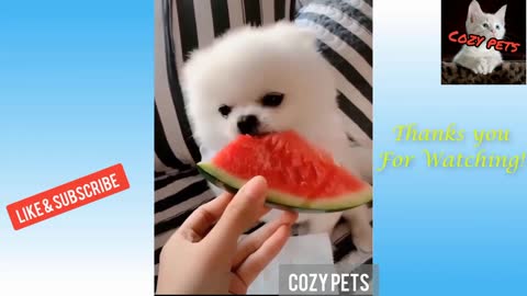 Cute Puppy taste a watermelon