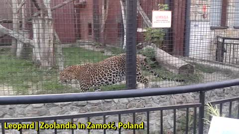 Leopard | Zoolandia in Zamość, Poland