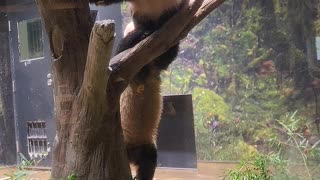 Pandas Play at Zoo in Japan