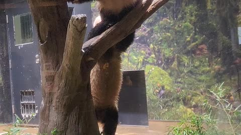 Pandas Play at Zoo in Japan