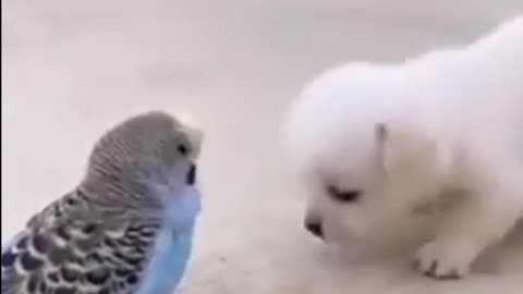 Cute dog and bird love