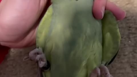 Just hanging out 😌 #cuteanimals #talkingparrot #funnyanimals #talkingbird #babyanimals #parrot