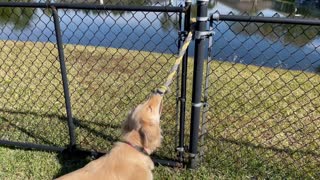 Golden Retriever vs Physics