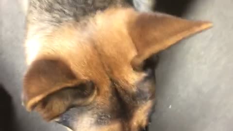 German shepherd air pressure