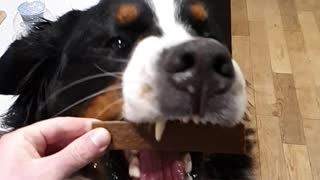 Bernese Mountain Dog Loves Treats