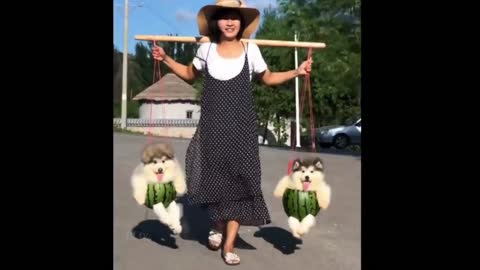 Super Video - Dogs in Watermelon Basket
