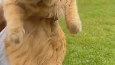 Night Fury cat - Cute/Funny Animal videos that Will Brighten Up Your Day 🥰