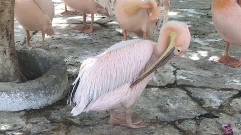 Gorgeous Great white pelican 2