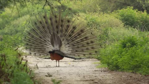 A very beautiful peacock spreading its feathers