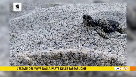 L'estate del WWF dalla parte delle tartarughe