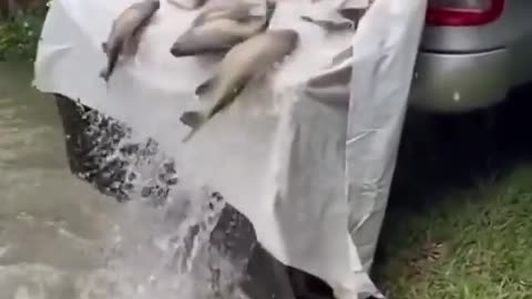 saving fish