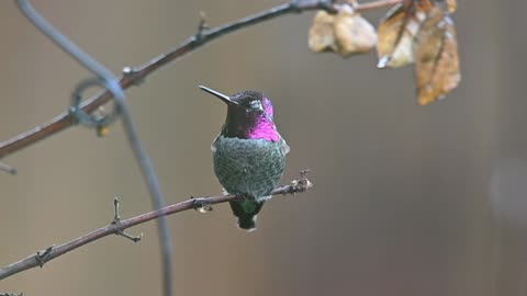 Anna's hummingbird