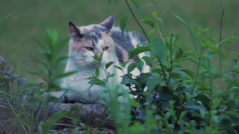 Cat, Calico Cat,