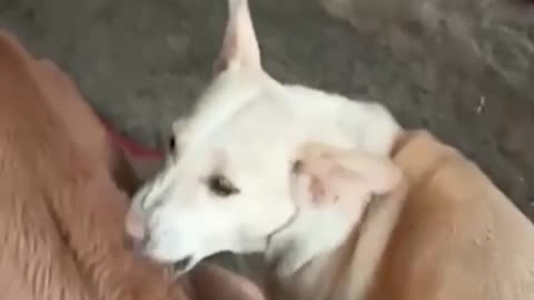 Cow cubs Feeding from a Dog