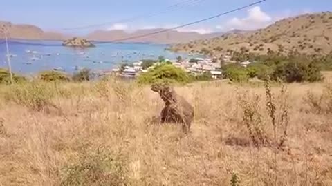 Watch how the Komodo dragon preys on this deer in one bite