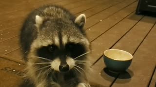 Friendly Wild Hand-Fed Raccoon