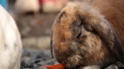 Cute rabbits in a cage eating a carrot