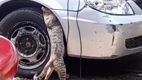 The mechanic cat