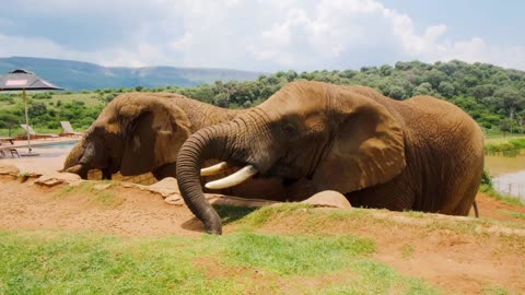 A man feeding the elephants