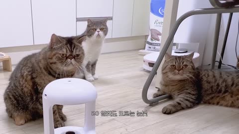 Funny animal Cats VS Humidifier